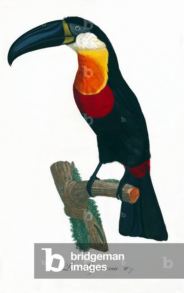 South & Central America: Early 19th century hand-painted illustration of various species of Toucan