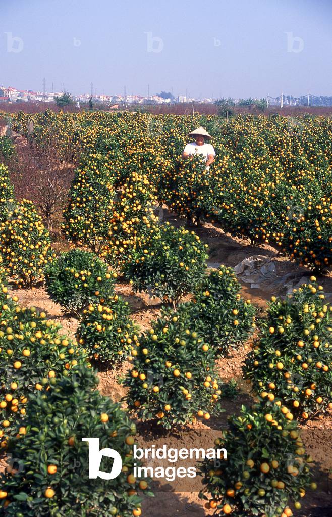 Vietnam: Field of kumquat trees ready for Tet New Year Festival, near Hanoi