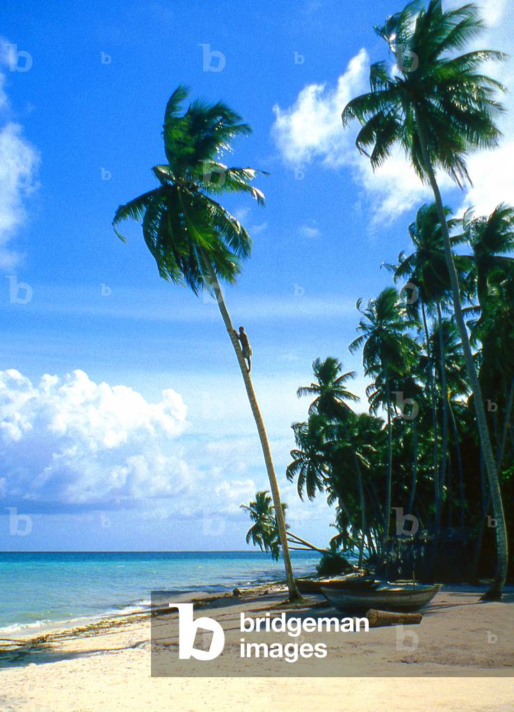 Maldives: A raveri or toddy gatherer climbs a coconut palm tree