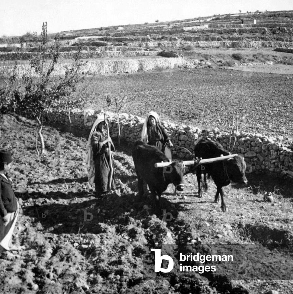 Palestine: Palestinian women ploughing near Hebron, c. 1910