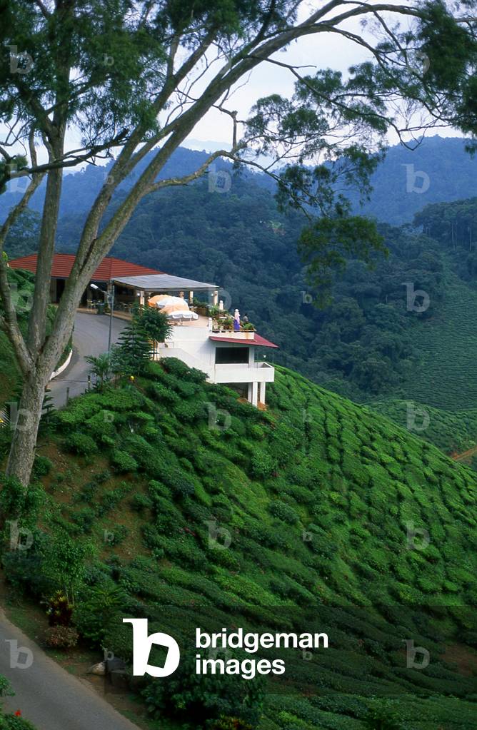 Malaysia: Tea grows on a hillside in the Cameron Highlands, Pahang State