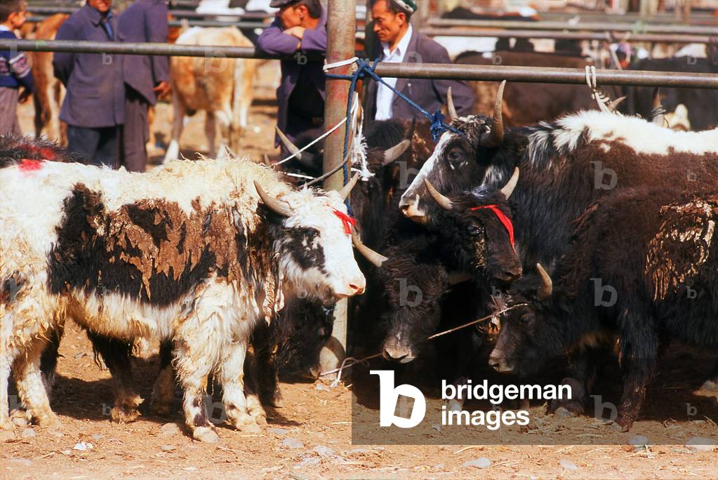 China: Yaks for sale at the Livestock Market, Kashgar, Xinjiang Province