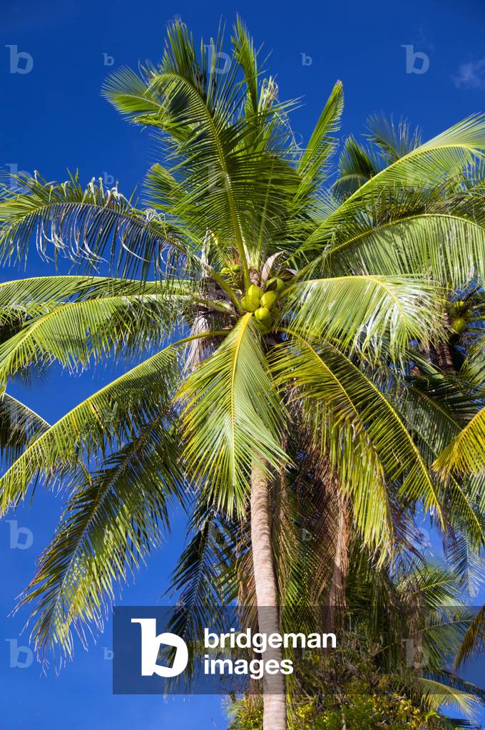 Thailand: Coconut palm, Ao Taling Ngam, Ko Samui