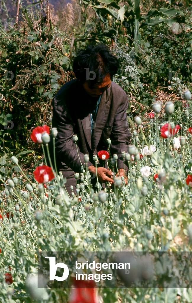 Thailand: Harvesting opium, northern Thailand, c. 1995