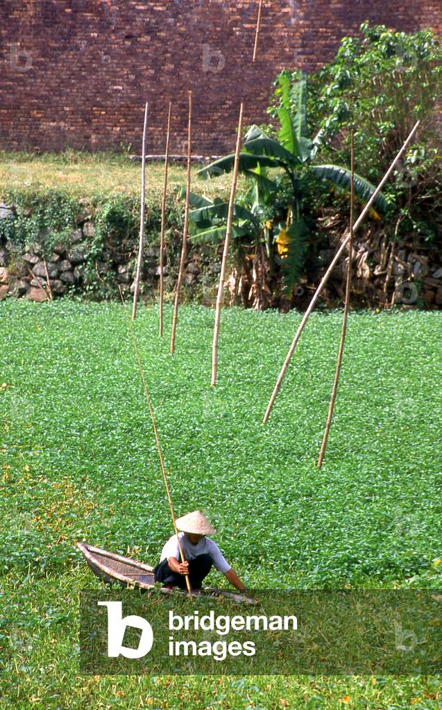 Vietnam: A fisherman in the moat surrounding The Citadel, Hue