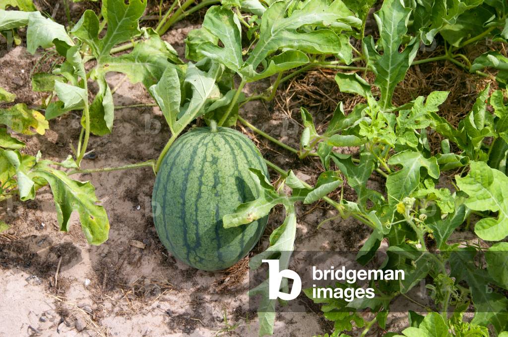 Thailand: Watermelon grove, Ko Sukorn, Trang Province