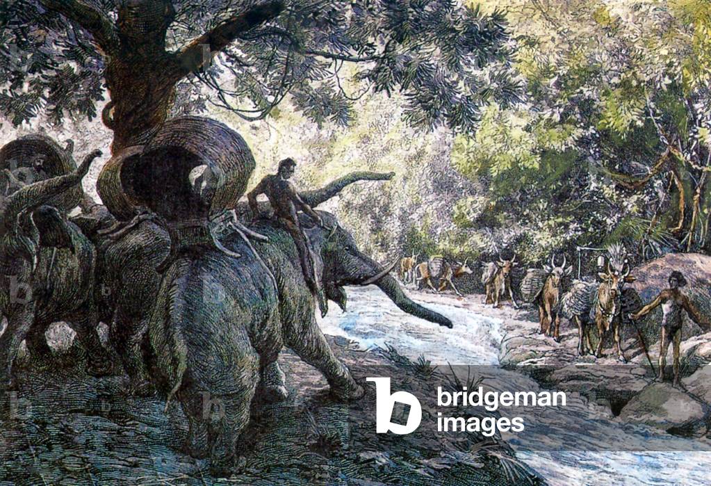 Thailand: Elephants panicked by a meeting with a bullock caravan