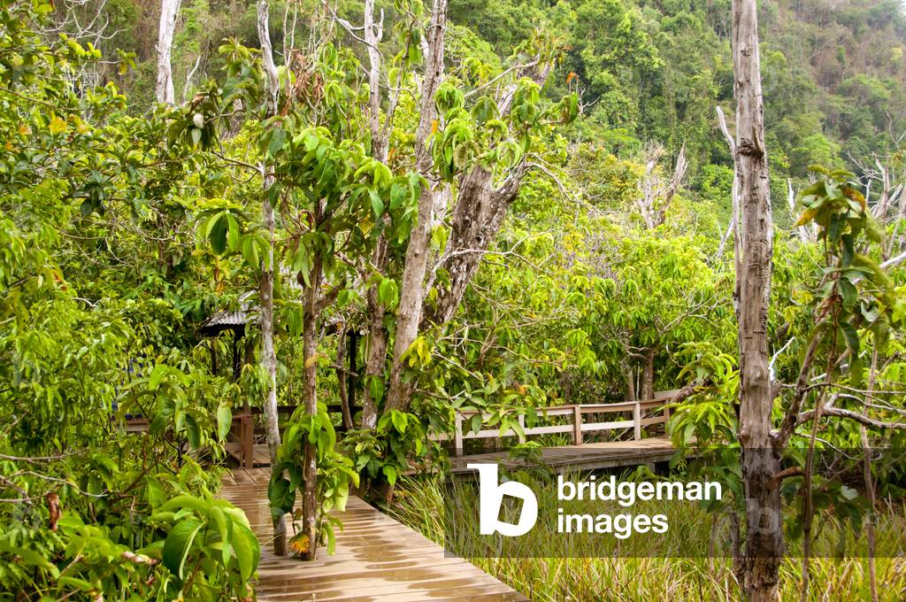 Thailand: A wooden walkway leads through Tha Pom swamp and forest, Krabi Coast