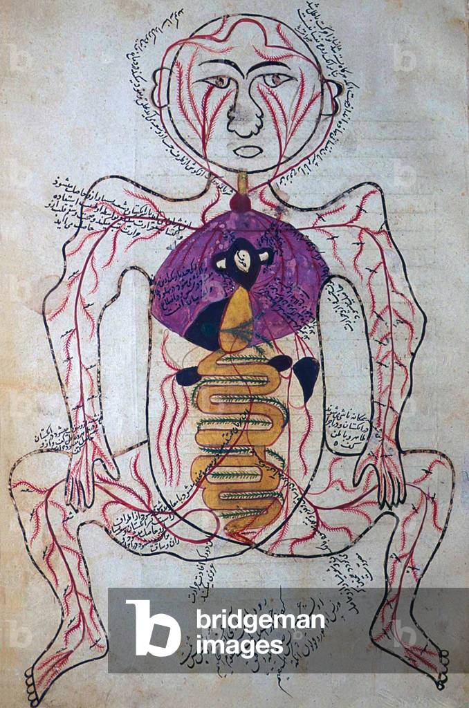 Persia / Iran: 15th century anatomical drawing from the Tashriih-i badan-i insaan