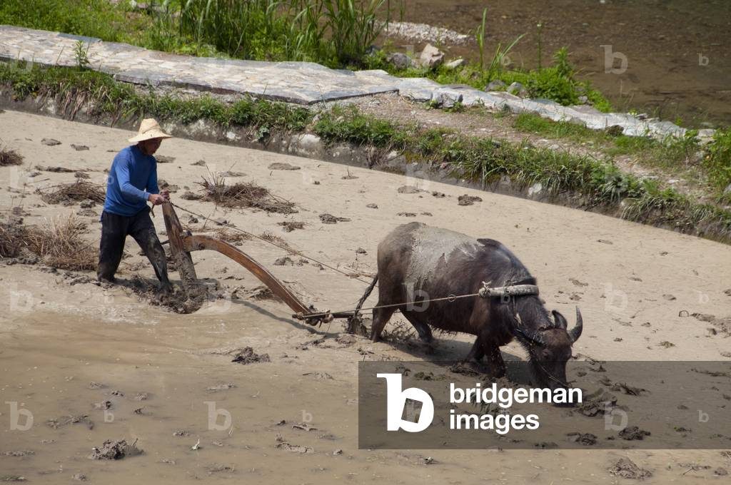 China: Miao farmer ploughing ricefields near Langde Shang, southeast of Kaili, Guizhou Province