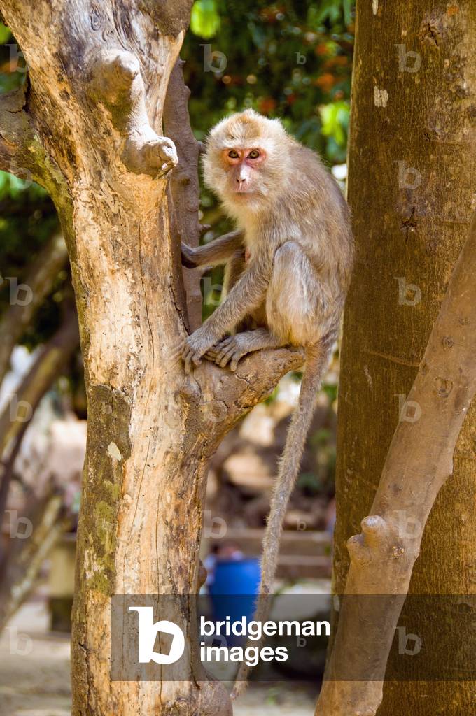 Thailand: Long-tailed macaque at the cave temple Wat Tham Suwankhuha, Phang Nga Province
