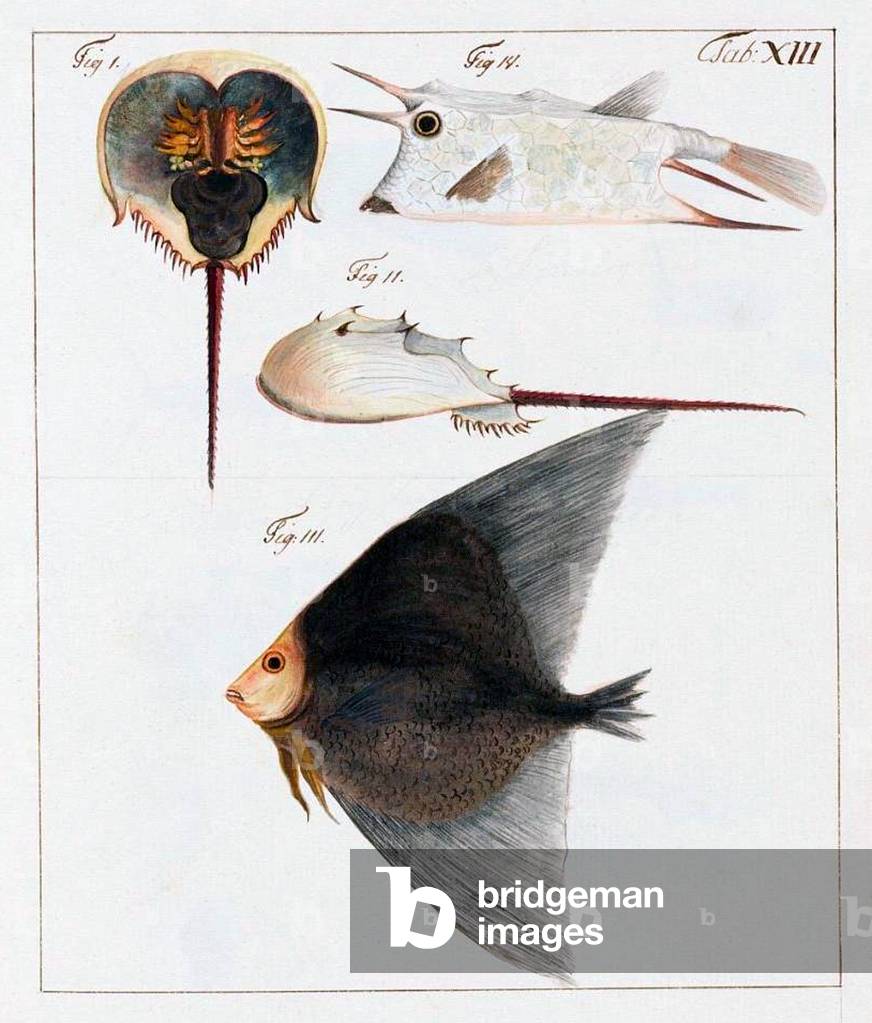 China: Images from the Swedish East India Company of 1746 - Horseshoe crab and fish.