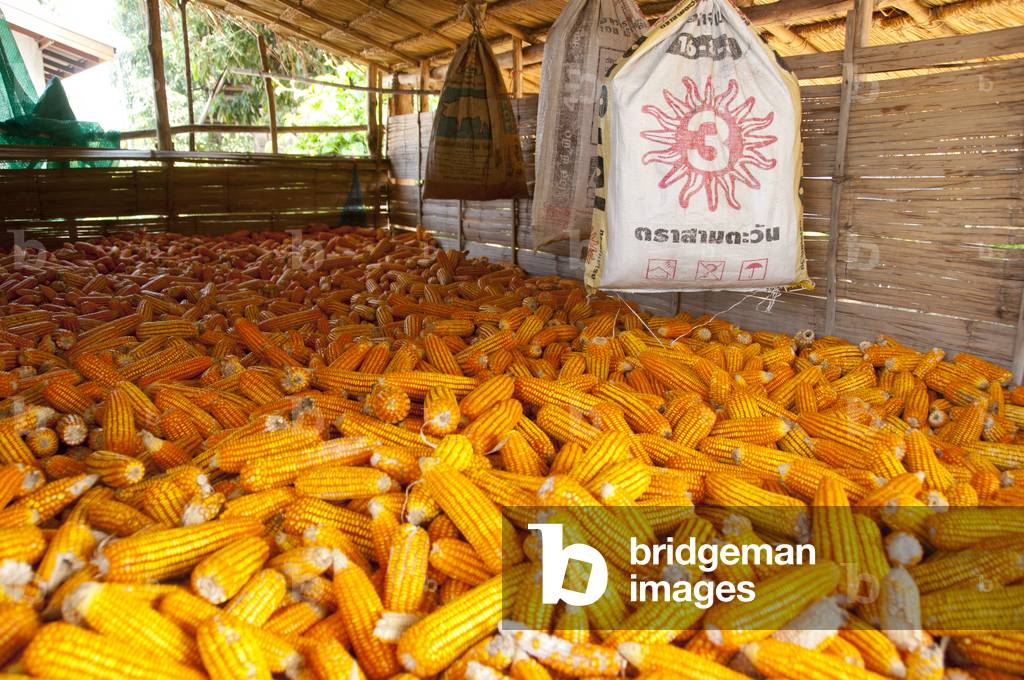 Thailand: Corn, Ban Na Pa Nat Tai Dam Cultural Village, Loei Province