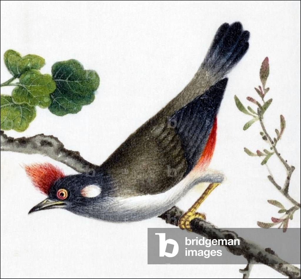 China: Watercolour from a gouache album of paintings of various Chinese birds, 19th century