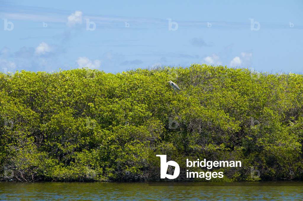 Maldives: A heron sits in the mangroves (mangroves help to protect the islands from all but the biggest waves), Fen Muli Island, Addu Atoll (Seenu Atoll)