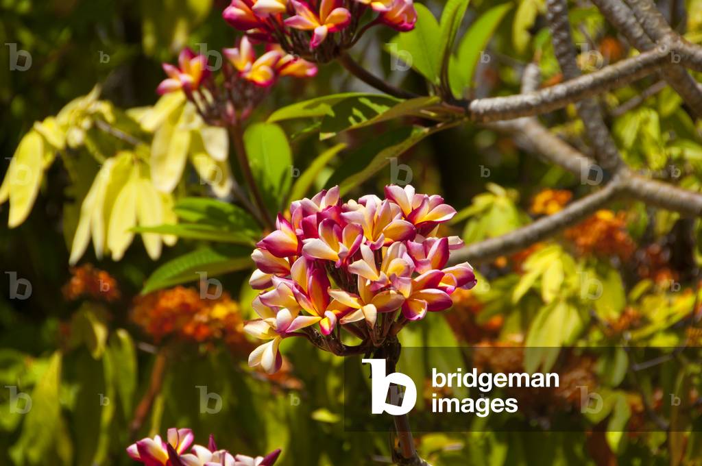 Thailand: Frangipani (Plumeria) is often found in Thai Buddhist temple complexes, Songkhla
