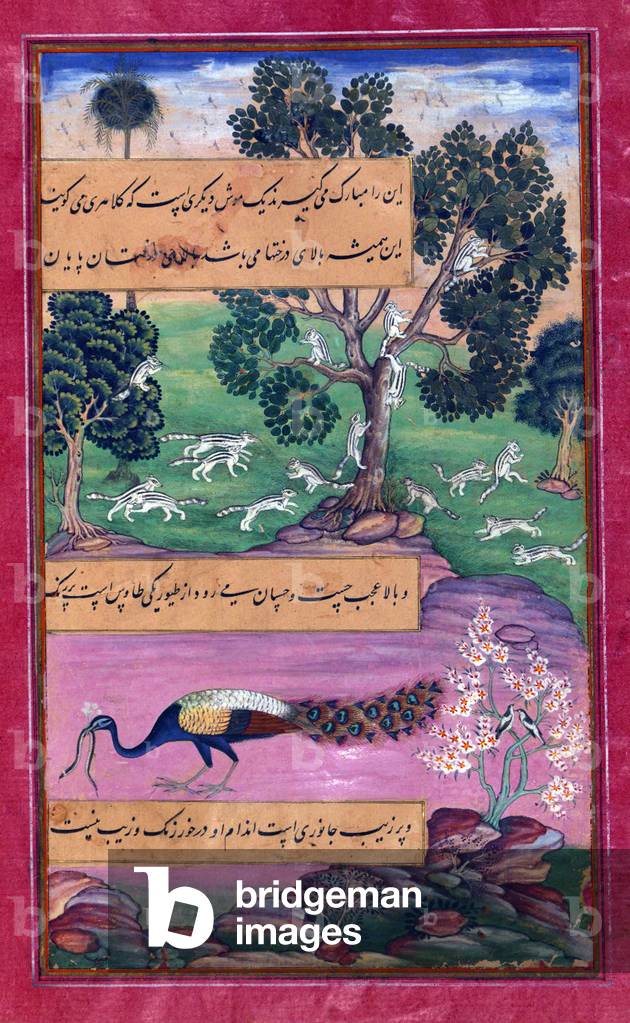 India: An illustration from the Baburnama. Animals of Hindustan - monkeys, rodents and peacock