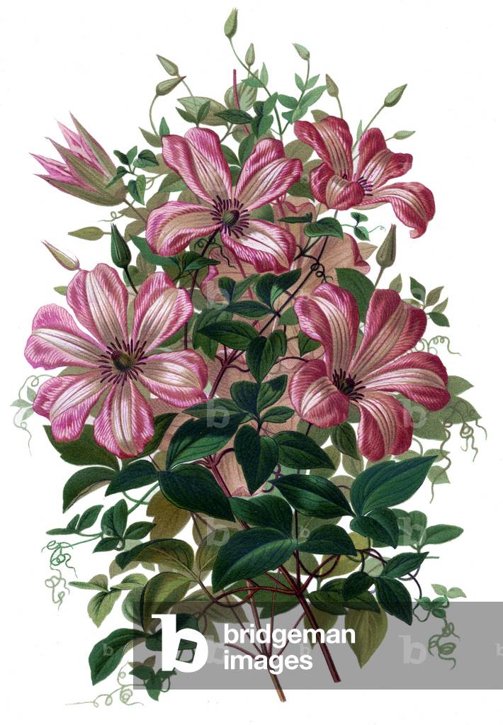 Flowering Clematis, 19th century botanical drawing