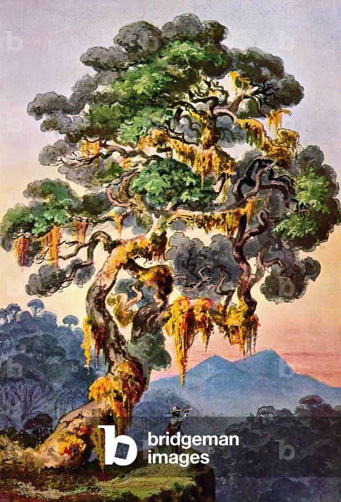 Sri Lanka: The jungle of Horton Plains. Watercolour by the German scientist and traveller Ernst Haeckel, c.1882.