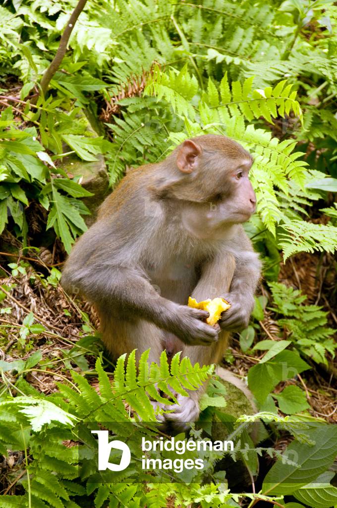 China: Rhesus monkey (Macaca mulatta), Wulingyuan Scenic Area (Zhangjiajie), Hunan Province
