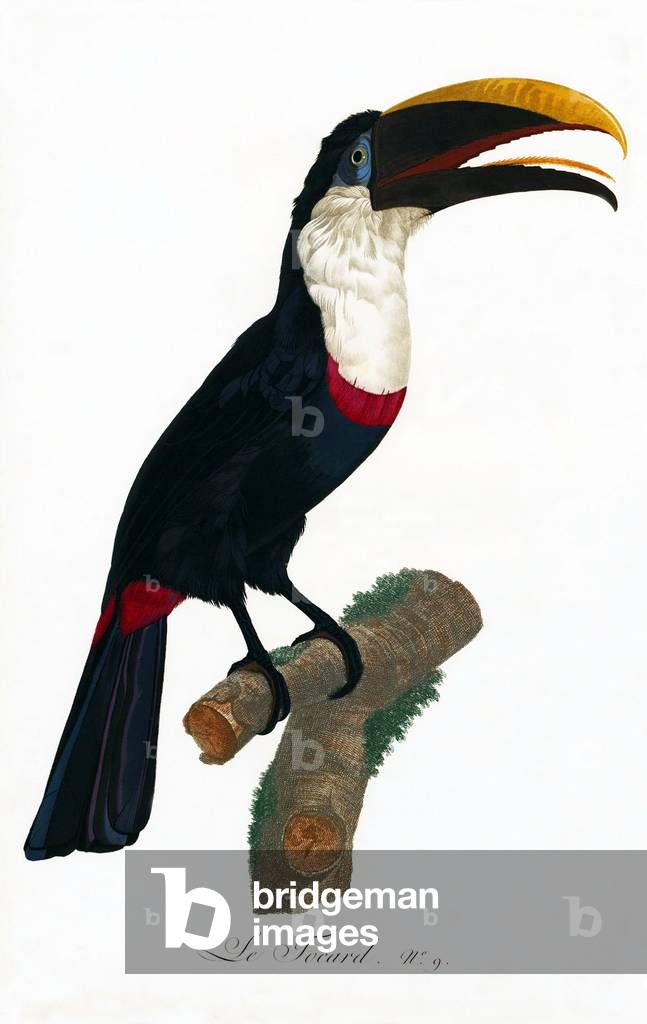 South & Central America: Early 19th century hand-painted illustration of various species of Toucan