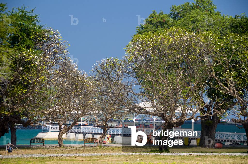 Thailand: Frangipani trees at the Palace of Rama V (King Chulalongkorn 1868 - 1910), Ko Sichang, Chonburi Province
