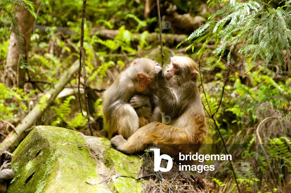 China: Rhesus monkeys (Macaca mulatta) grooming, Wulingyuan Scenic Area (Zhangjiajie), Hunan Province