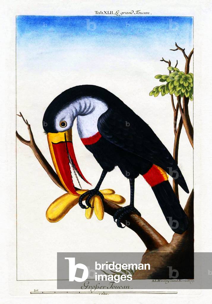 Germany: 'Grosser Toucan' (Greater Toucan), hand-coloured copper engraving, A. L. Wirsing, Nuremberg, c. 1775