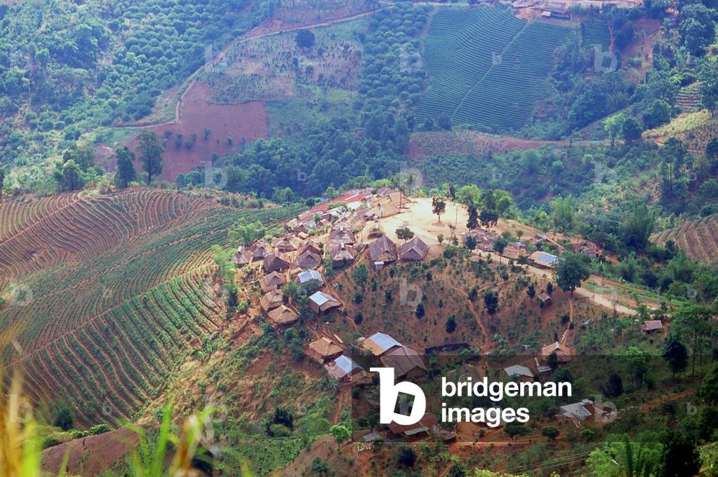 Thailand: New tea plantations surround an Akha village near Doi Mae Salong, Chiang Rai Province, northern Thailand