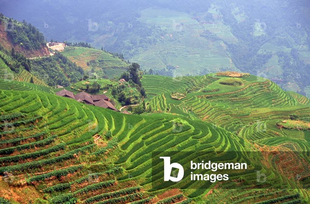 China: Longji (Dragon's Backbone) Terraced Rice Fields, Longsheng Rice Terraces, Longsheng County, Guangxi Province