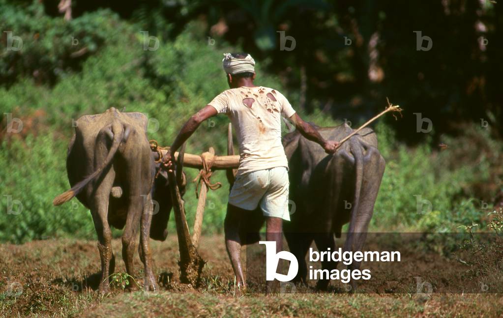 India: Buffaloes ploughing a rice field in rural Goa