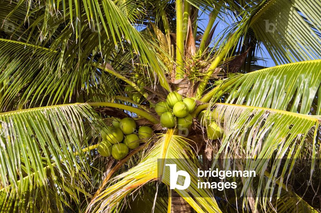 Thailand: Coconut palm, Ao Taling Ngam, Ko Samui