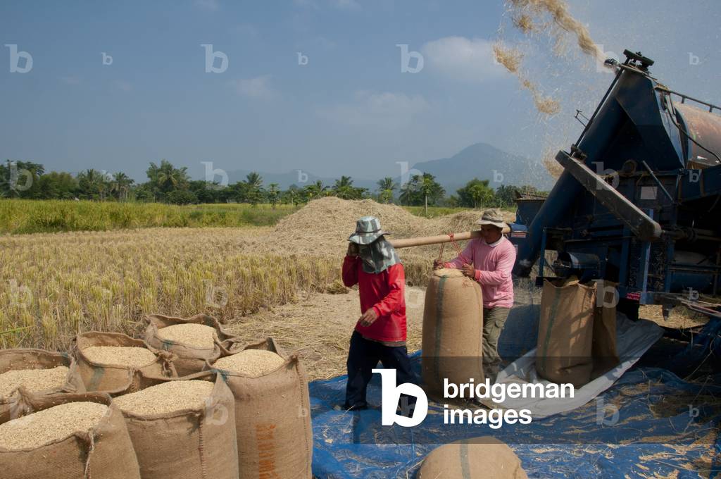 Thailand: A modern threshing machine and its Tai Dam (Black Tai) crew work the ricefields near Ban Na Pa Nat Tai Dam Cultural Village, Loei Province
