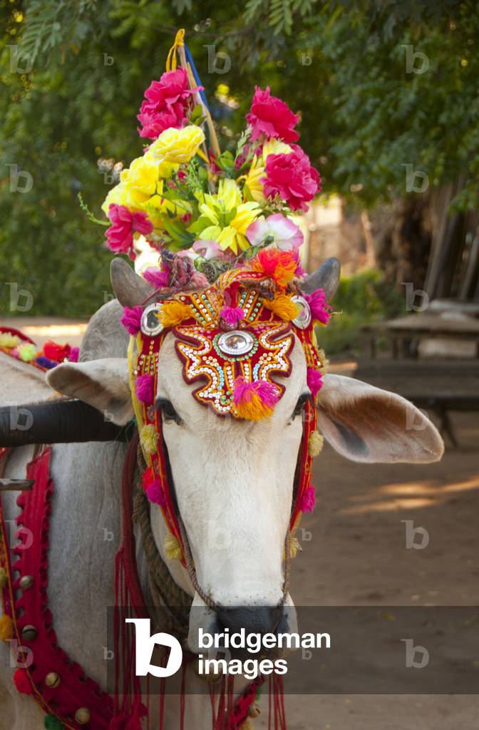 Burma / Myanmar: Brightly adorned oxen used for pulling the carts with the princesses (young Burmese girls in their finest attire) in the Na Htwin or the Ear-Piercing Ceremony which takes place at the same time as the Shinbyu ceremony. Bagan (Pagan) Ancie