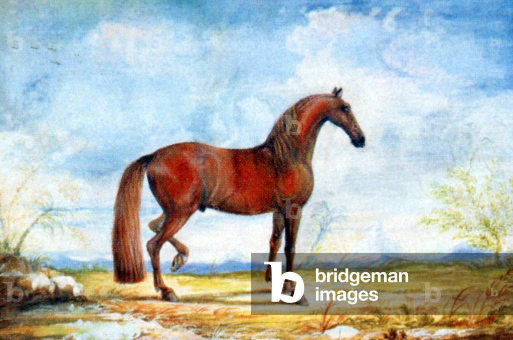 Spain/ Tunisia: A watercolour portrait of a Barb horse at a Spanish riding school.