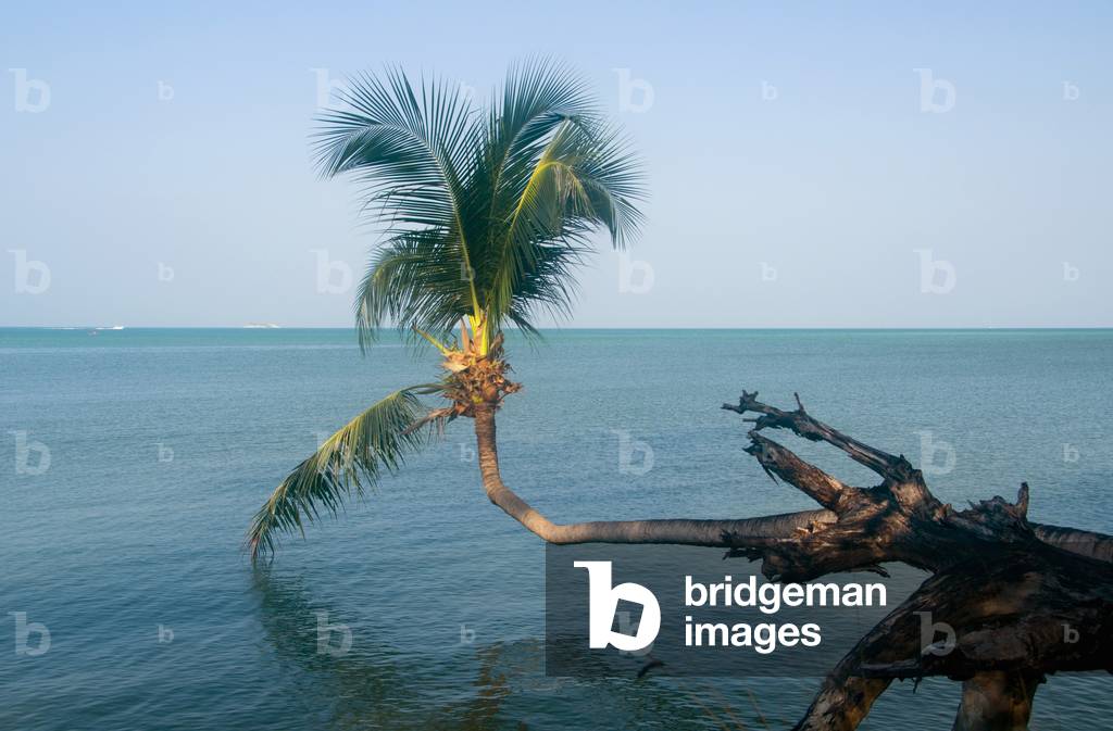 Thailand: A coconut palm grows over the sea at Ao Wok Tum, Ko Phangan