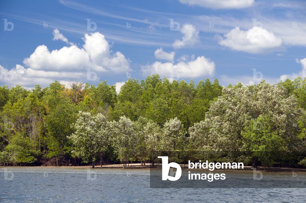 Thailand: Mangroves, near Krabi Town and Ko Klang, Krabi Province