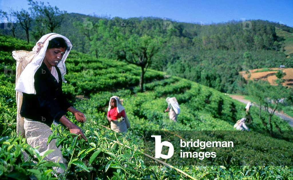 Sri Lanka: Tea pickers near Nuwara Eliya, central Sri Lanka