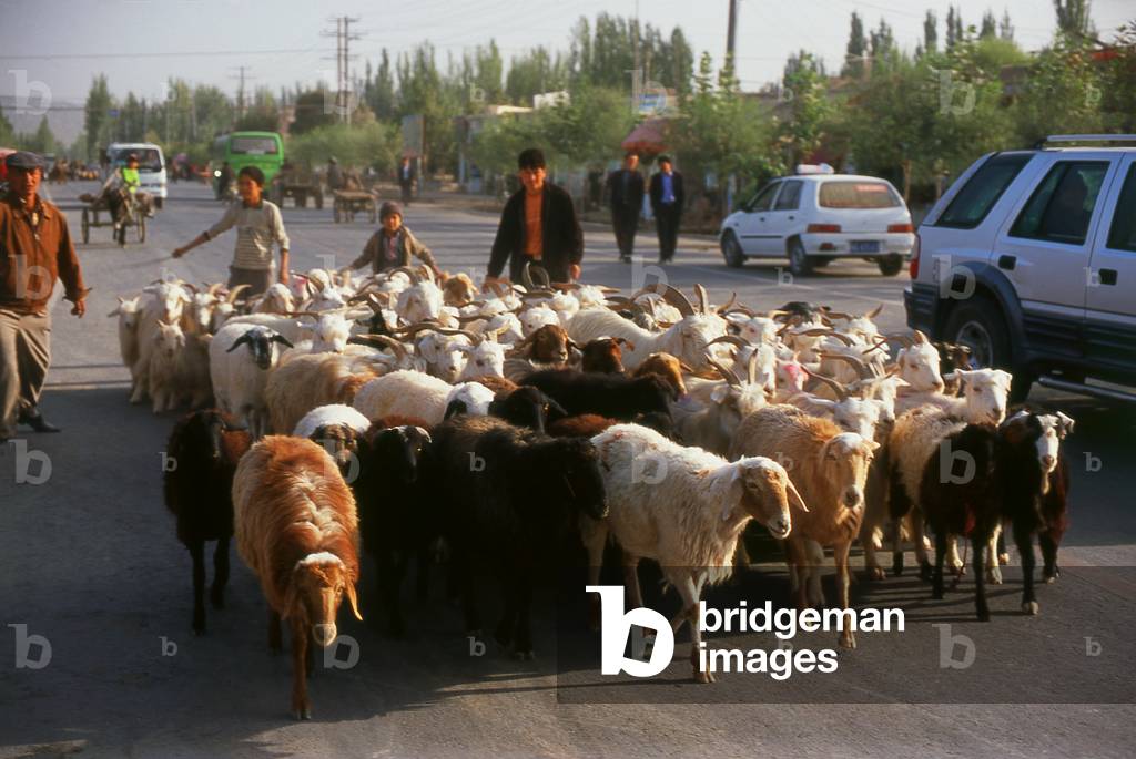 China: A flock of sheep and goats being driven to the livestock market and bazaar in Shufu County near Kashgar, Xinjiang Province