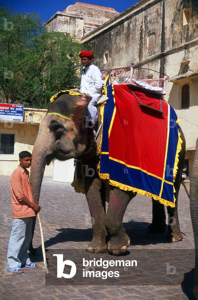 India: Elephant, Amber (Amer) Palace and Fort, Amer, near Jaipur, Rajasthan