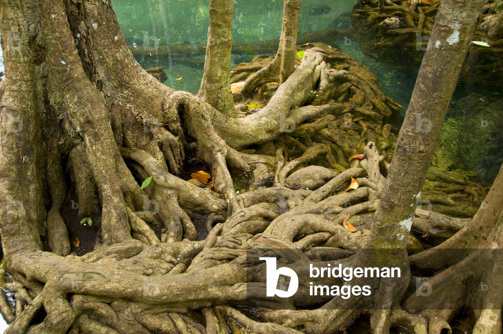 Thailand: Mangroves in the Tha Pom swamp and forest, Krabi Coast