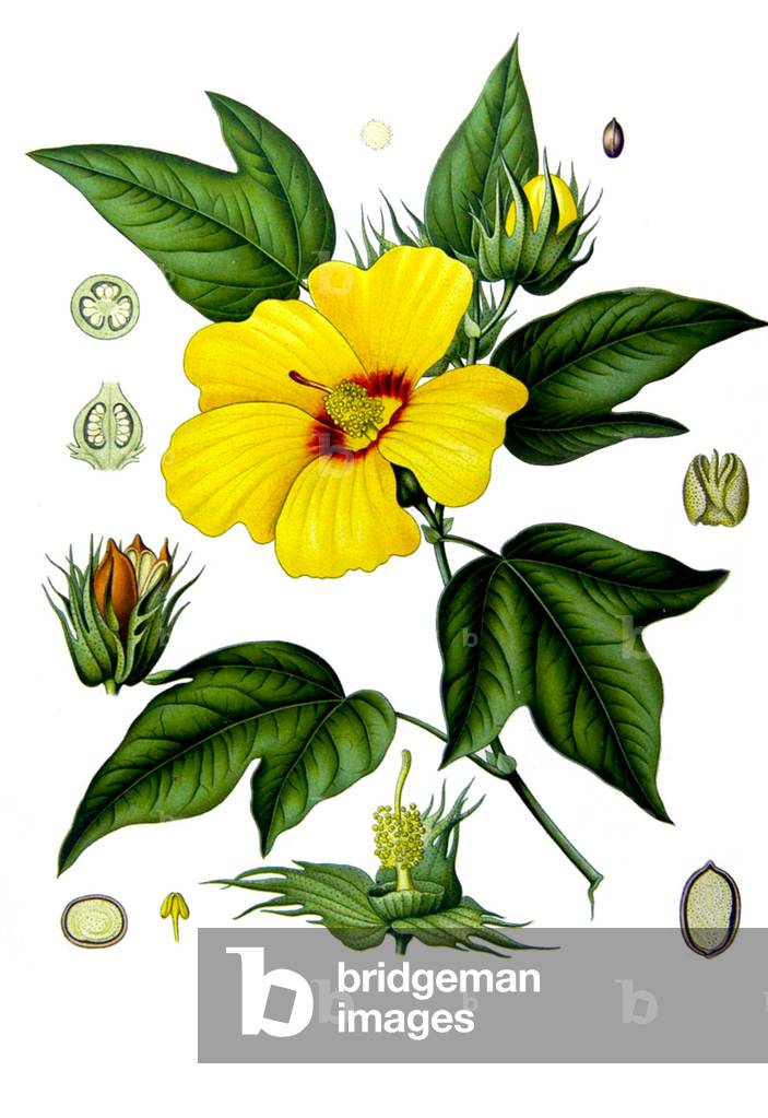 World: Cotton (Gossypium barbadense) from Kohler's Medizinal-Pflanzen (1887)