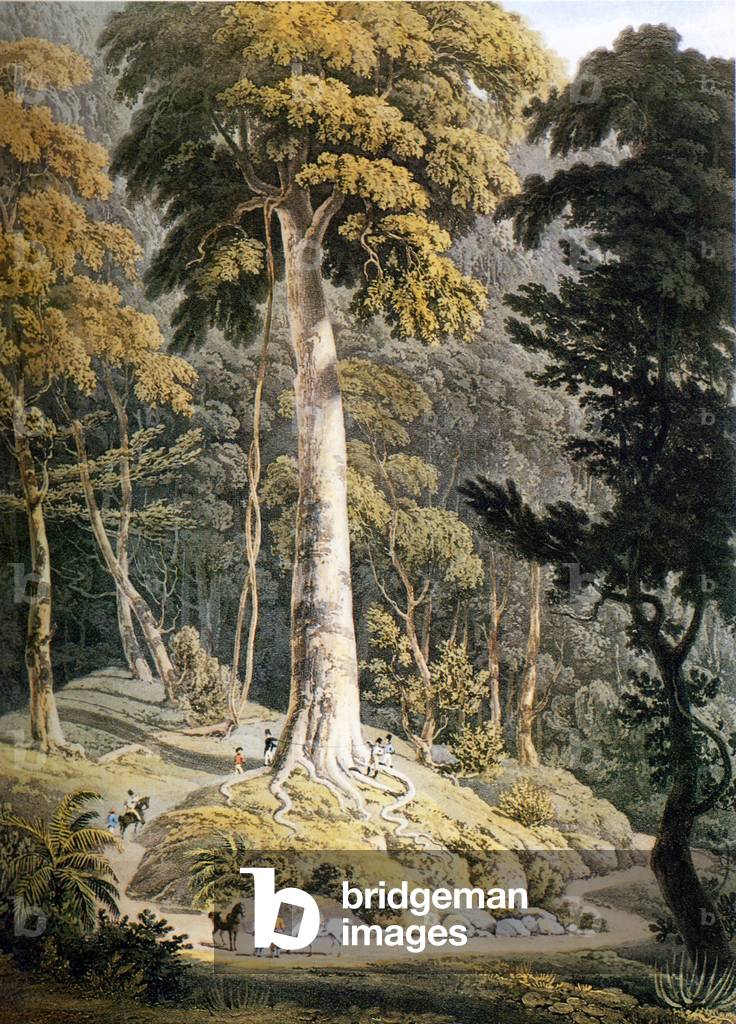 Malaysia: 'View of the Great Tree', Penang. Aquatint by William Daniell, 1818