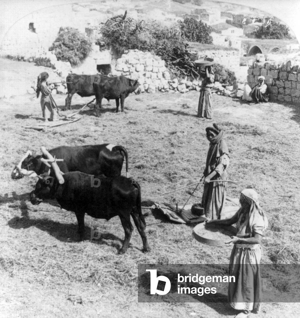 Palestine: Women winnowing corn with oxen, Bethlehem area, c. 1900