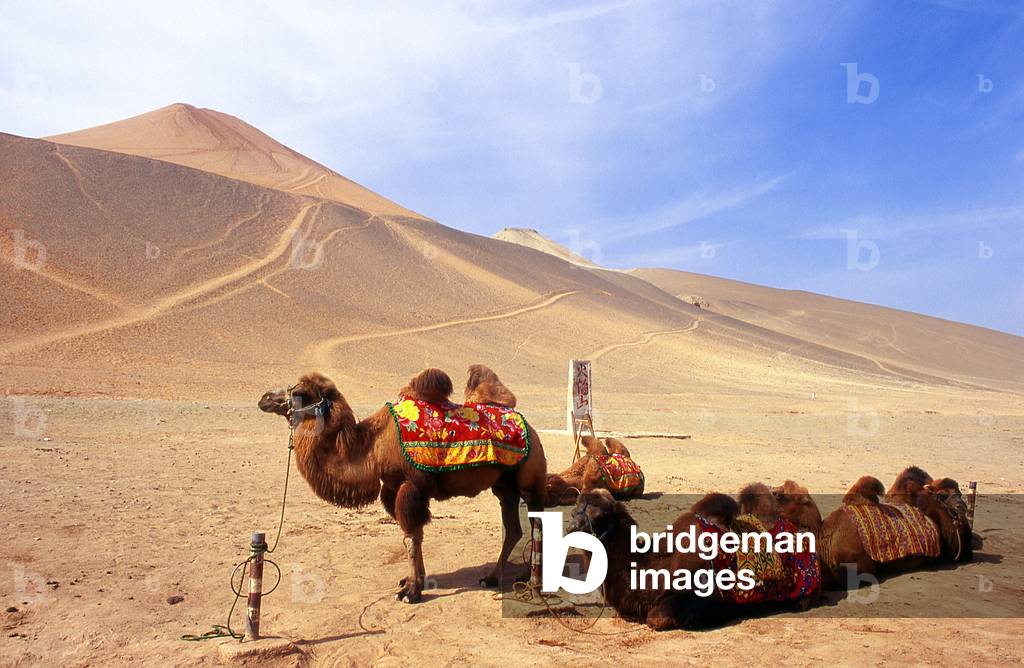 China: Camels in the desert near the Bezeklik Caves, Turpan, Xinjiang Province