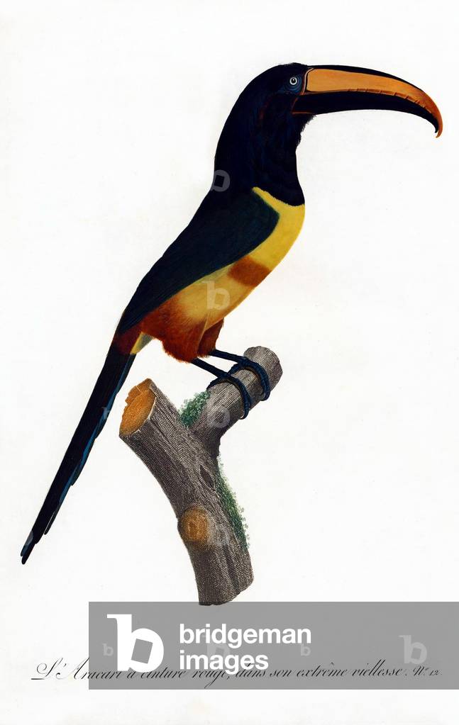 South & Central America: Early 19th century hand-painted illustration of various species of Toucan