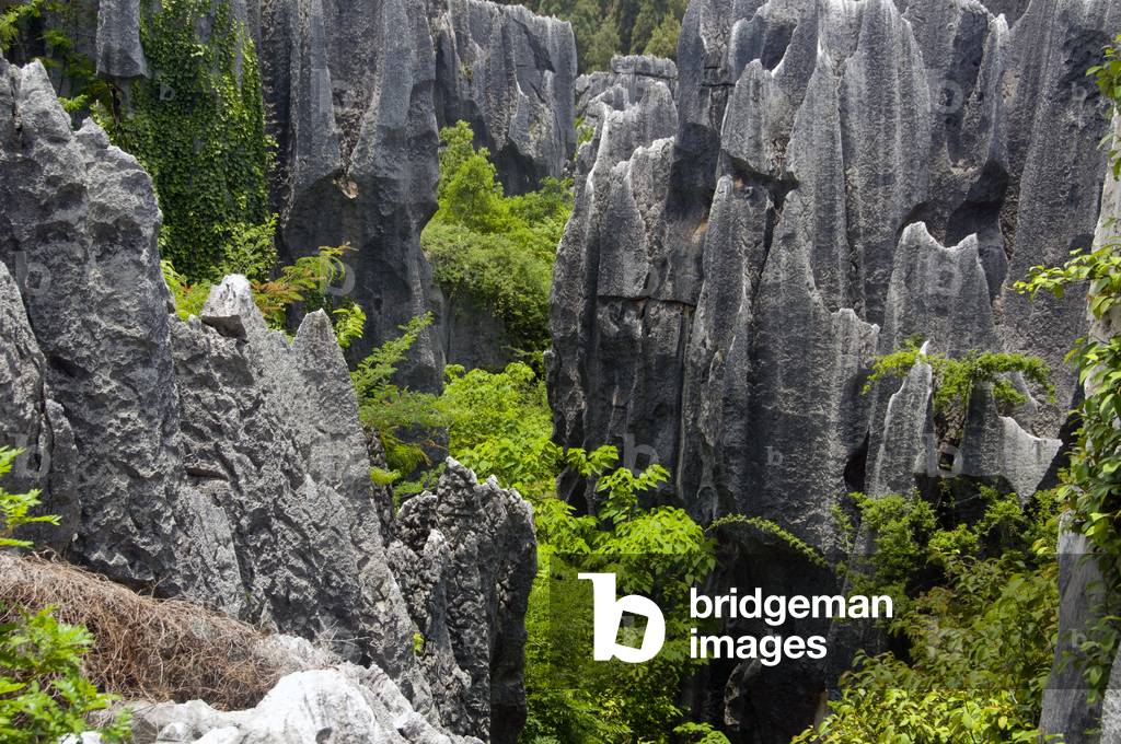 China: Stone Forest (Shilin), Shilin Yi Autonomous County, Yunnan Province