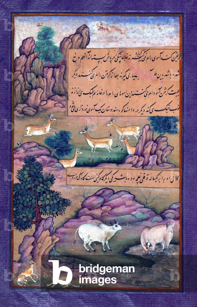 India: An illustration from the Baburnama. Animals of Hindustan - small deer and cows called gīnī