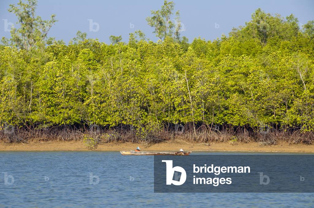 Thailand: Mangroves, Ao Phang Nga (Phangnga Bay) National Park, Phang Nga Province