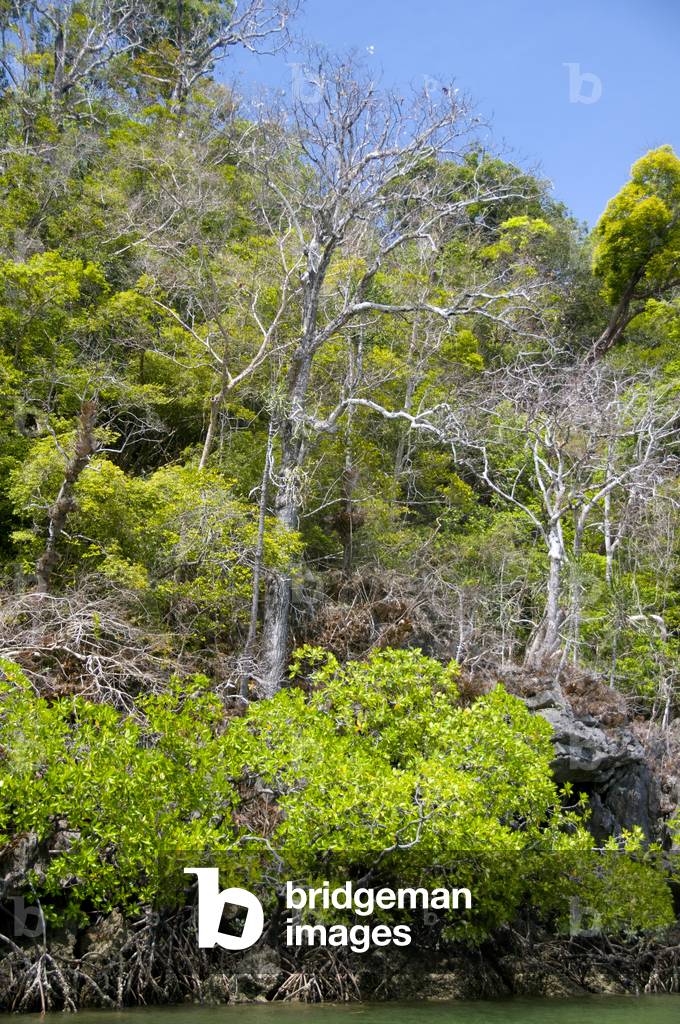 Thailand: Ko Tarutao Marine National Park, Ko Tarutao, vegetation near Ao Pante Malaka